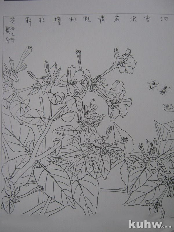 植物花卉写生白描的方法及步骤 花卉素描写生步骤图教程