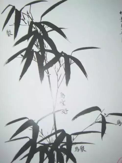 学习画竹,太全面了