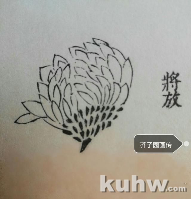 菊花画花头方法:如何画各种开花状态的正面和侧面