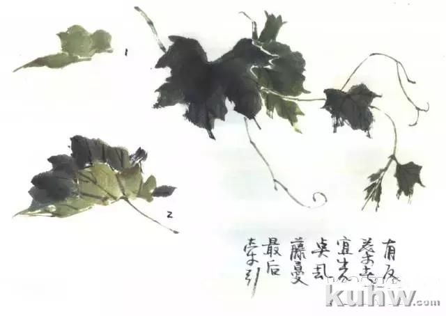 写意花鸟临本:国画葡萄画法,葡萄的绘画技法
