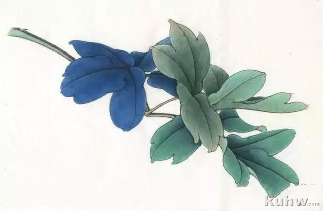 画友之家-技法篇-工笔柿子和牡丹画法大集合，快快收藏！