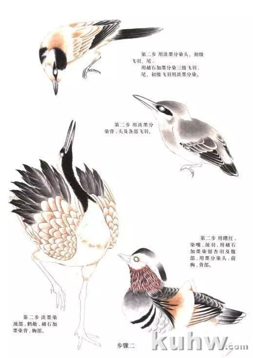 工笔飞禽的画法介绍及练习线描