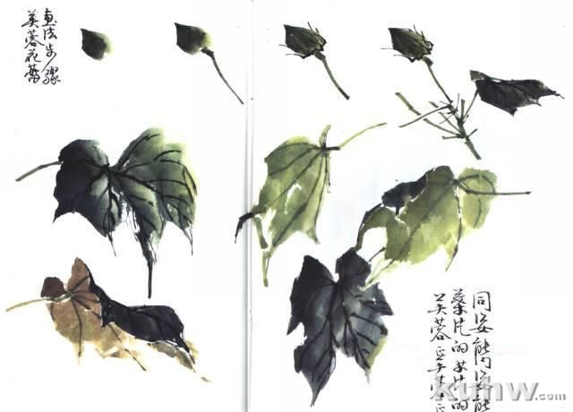 国画技法:写意芙蓉的画法