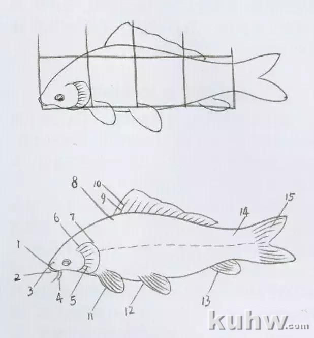 五色鲤鱼的画法富太太教程，画鱼的构图技法详解！