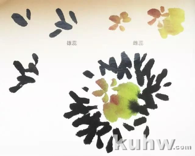 国画牡丹之一(花瓣、花头的画法)