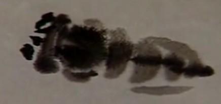 国画两种蝉的画法（图片详解）