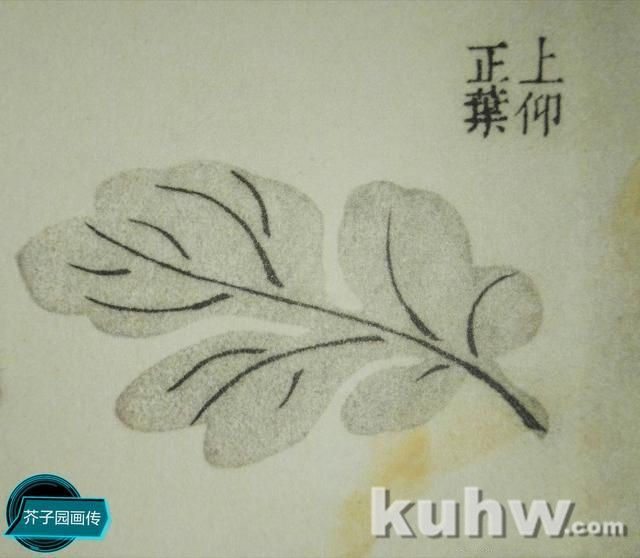 墨菊画叶有点墨和钩勒画法