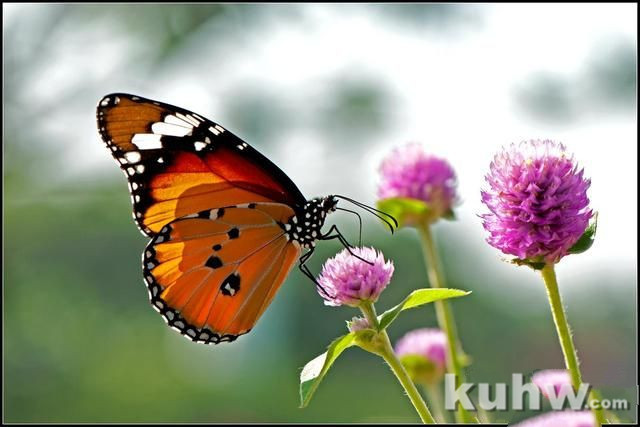 草虫画法――蝴蝶