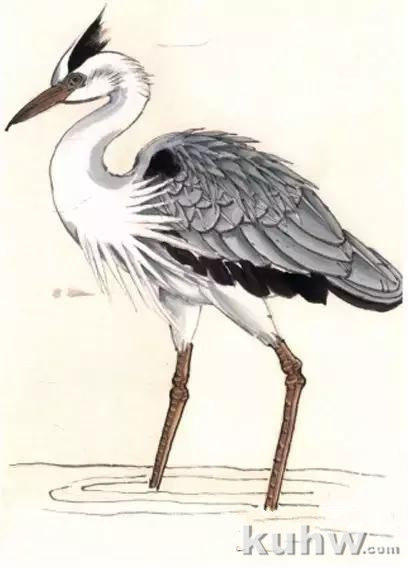 花鸟画技法教程:鹭的写意画法,国画苍鹭和芦苇的画法