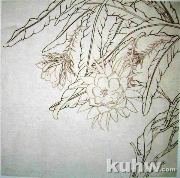 中国工笔花鸟绘画教程，工笔画各种技法画法步骤讲解，工笔白描稿！