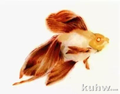 国画扇面金鱼画法图文教程，金鱼的画法技巧步骤，水草的画法