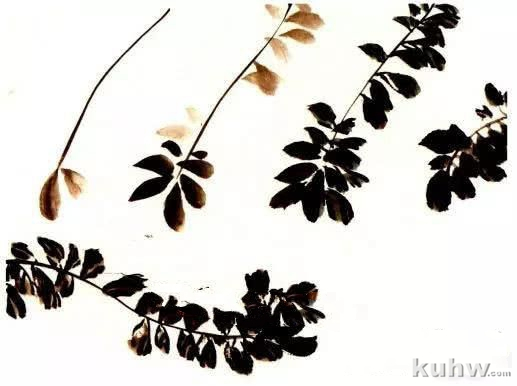 怎么画紫藤,写意紫藤的画法与步骤图