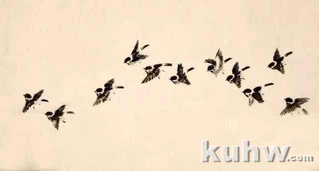 如何画好各种姿态的麻雀（详细步骤图解 1）