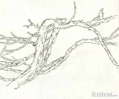 图文详解水墨画葡萄的画法技巧