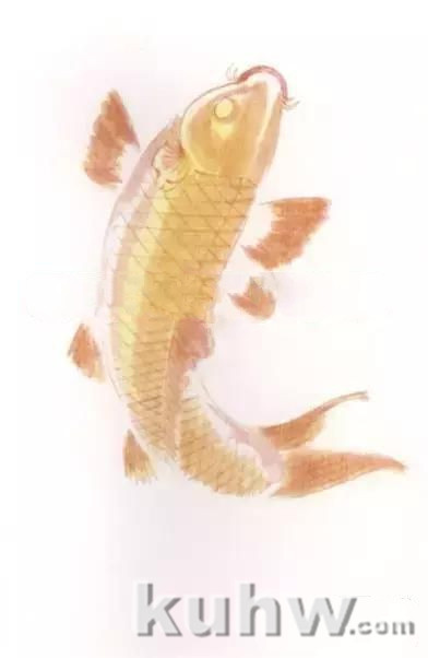 五色鲤鱼的画法富太太教程，画鱼的构图技法详解！