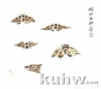 图文教程:写意昆虫画法