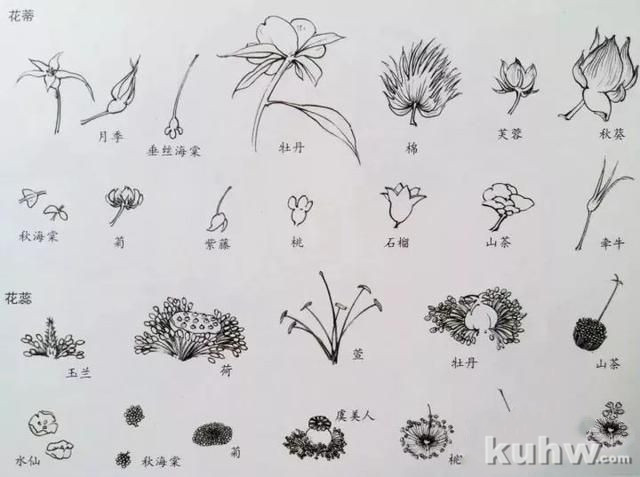 名师课徒稿:跟着陆抑非学画花卉!