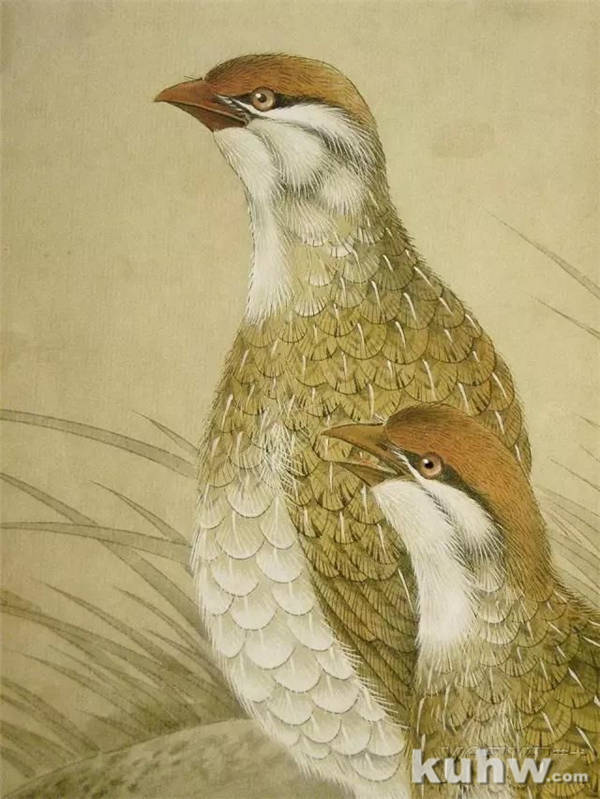 画友之家-技法篇-工笔禽鸟（鹌鹑）的画法 ，讲解细致到位