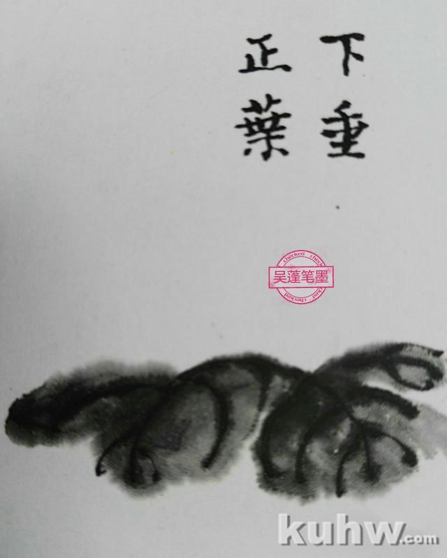 墨菊画叶有点墨和钩勒画法