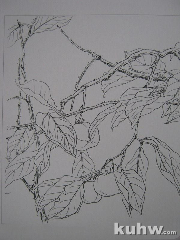 植物花卉写生白描的方法及步骤 花卉素描写生步骤图教程