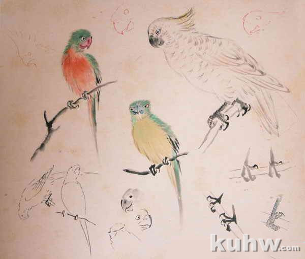 王雪涛花鸟画手稿：鹦鹉的画法