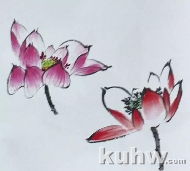 国画之荷花花头的没骨法画法,以及不同形态的荷花花头