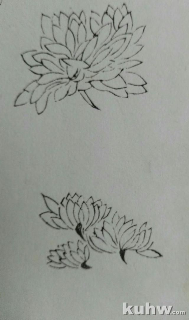 菊花画花头方法:如何画各种开花状态的正面和侧面