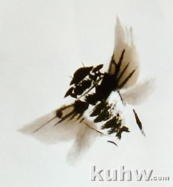 国画花鸟画之蝉的画法，以及各种形态的蝉的画法