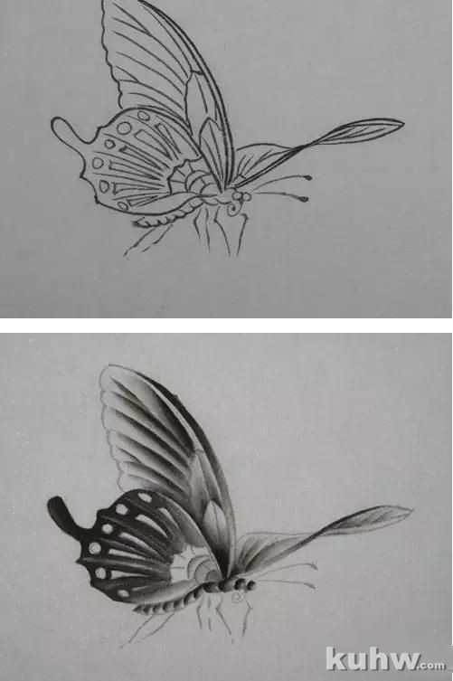 蝴蝶工笔技法步骤