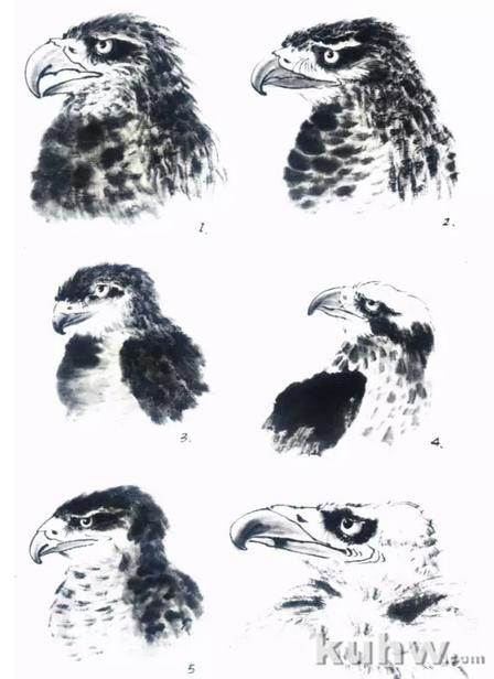 图文教程：国画鹰的画法