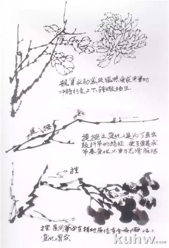 菊花的画法水墨菊花画法步骤示范-酷画网