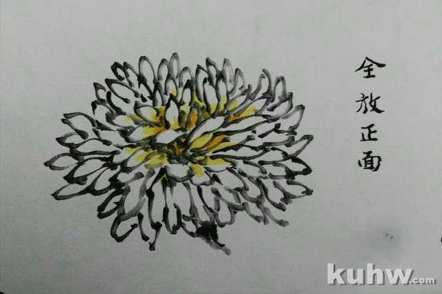 菊花画花头方法：如何画各种开花状态的正面和侧面