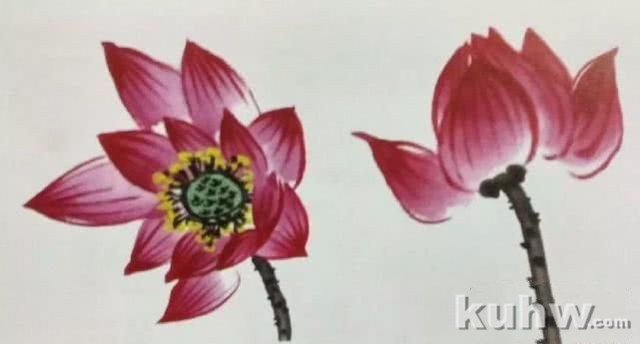 国画之荷花花头的没骨法画法,以及不同形态的荷花花头