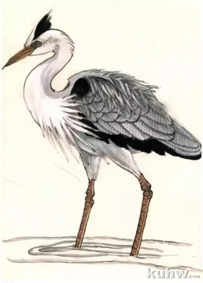 花鸟画技法教程:鹭的写意画法,国画苍鹭和芦苇的画法