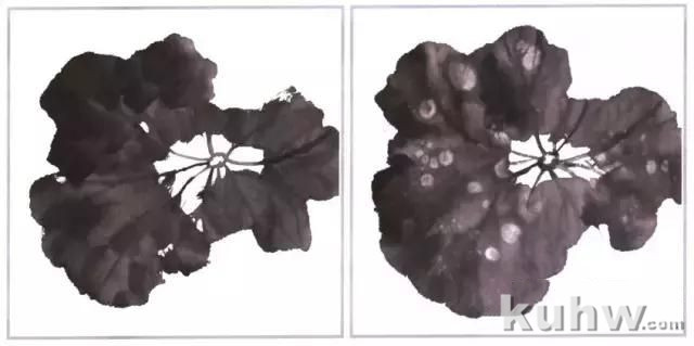 图解漂亮又简单荷叶画法步骤,国画荷叶的画法大全