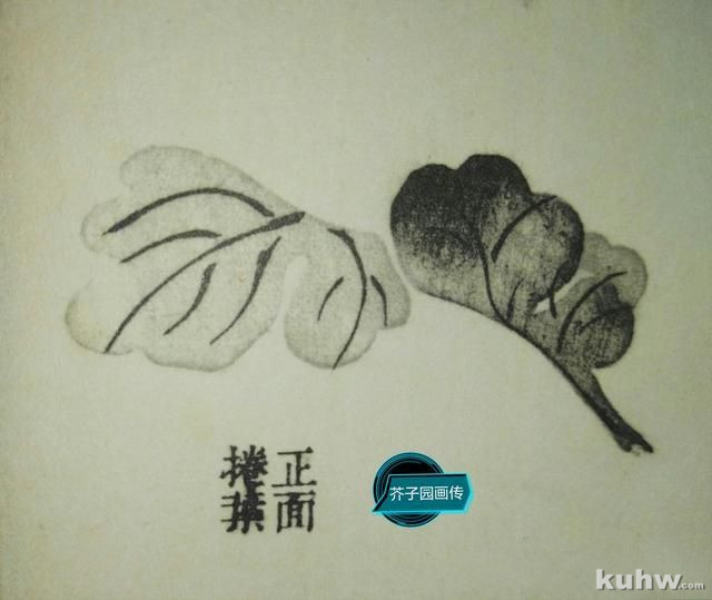 墨菊画叶有点墨和钩勒画法