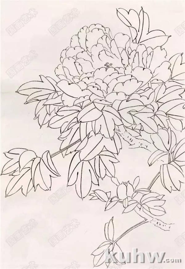 自学教程：工笔牡丹画法图文步骤详解 工笔牡丹花上色的步骤图