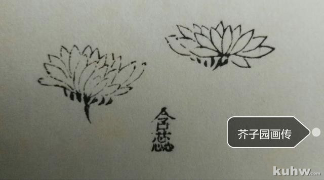 菊花画花头方法:如何画各种开花状态的正面和侧面