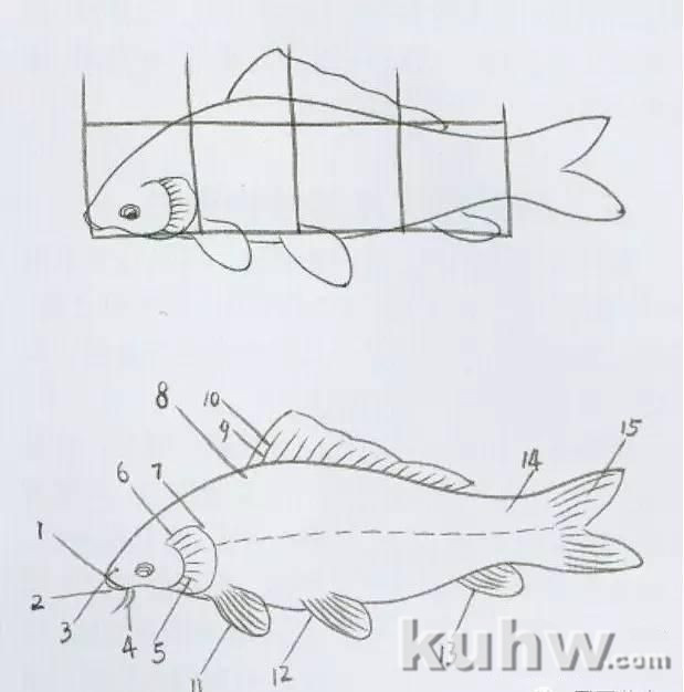 鲤鱼的工笔与写意画法