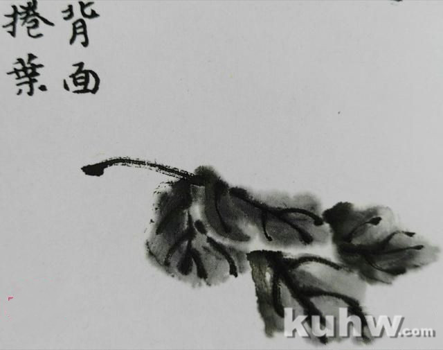 墨菊画叶有点墨和钩勒画法