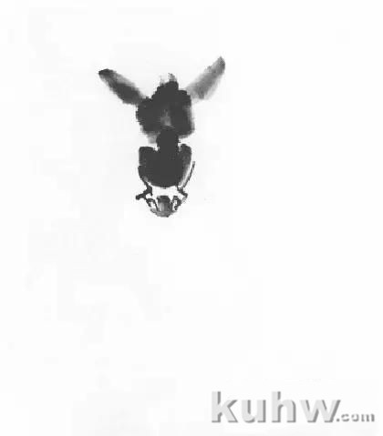 教你怎样画毛驴,小毛驴简单画法画法,国画写意毛驴的画法和步骤图解