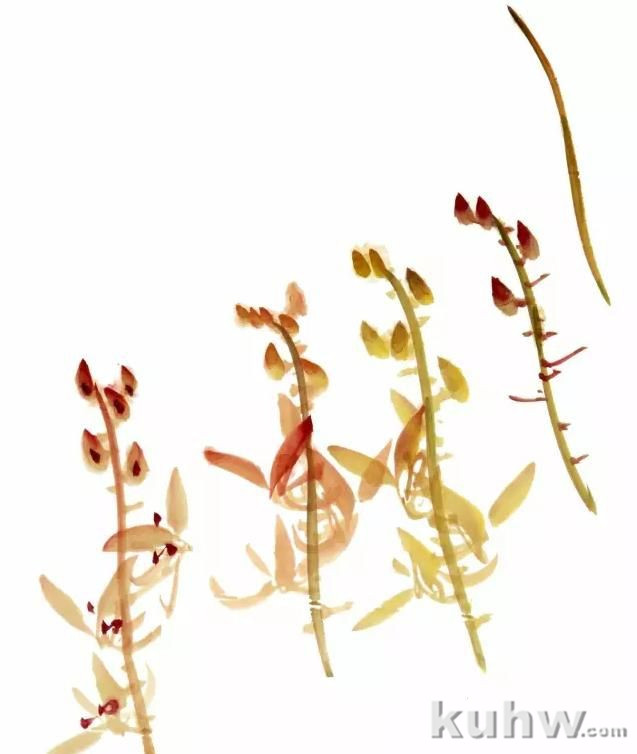 图文教程:兰花的画法入门