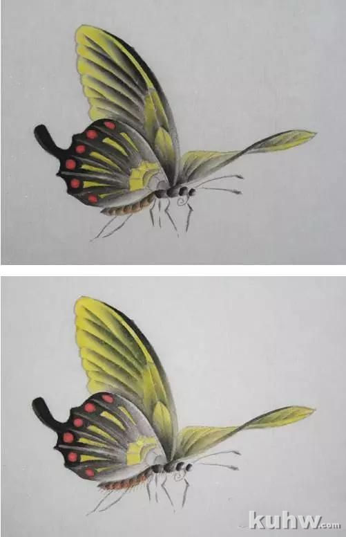 蝴蝶工笔技法步骤