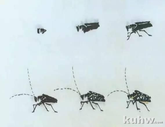 动物写生画法(下)