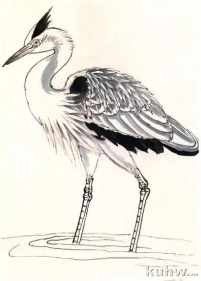 花鸟画技法教程:鹭的写意画法,国画苍鹭和芦苇的画法