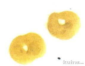 国画教学：写意鸡冠花和枇杷的画法