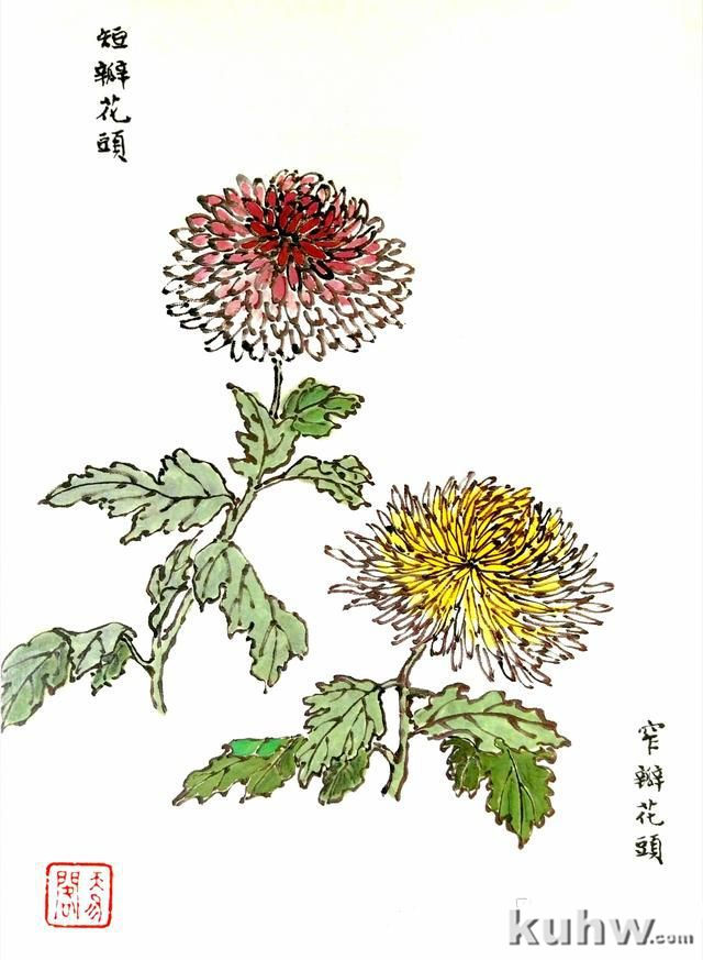 九种勾勒花头和枝叶的技法，画墨菊的最后步骤图