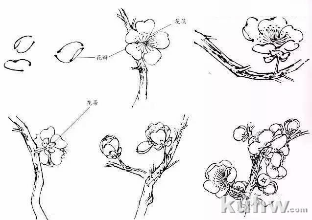 跟着吴昌硕、齐白石学画梅，机会难得！