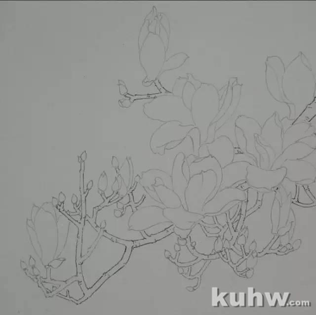 玉兰花绘画教程,真不错!