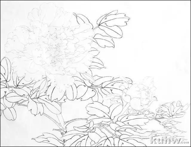 工笔《白色牡丹》设色步骤